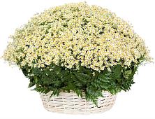 Цветочная композиция из Ромашки в корзине #REPLACE_PRED# Селты